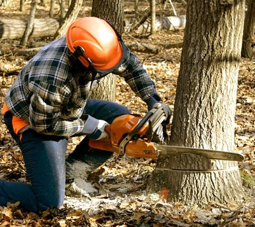 Tree Removal in Odum, GA